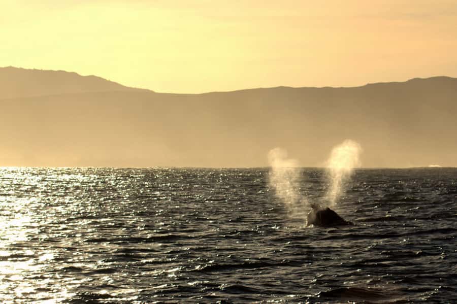 From Cape Town: Hermanus Whale Watching Boat Trip - What $221 buys you