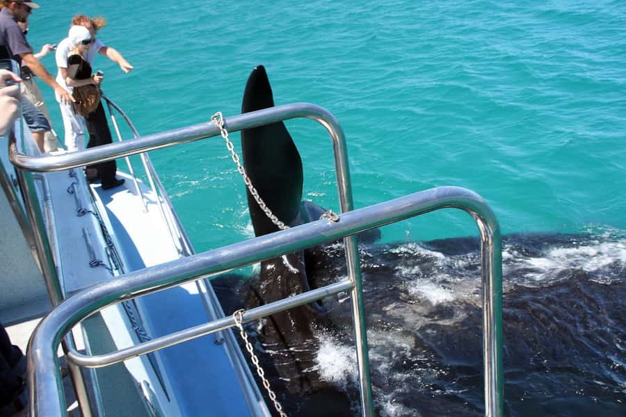 From Cape Town: Hermanus Whale Watching Boat Trip - Weather, cancellations, and what to pack