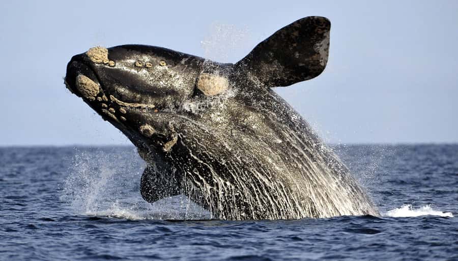 From Cape Town: Hermanus Whale Watching Boat Trip - From Cape Town to the Gansbaai harbor