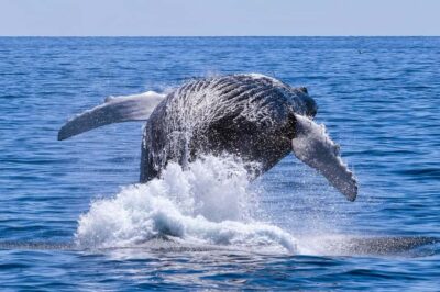 Hermanus Whale Watching Full Day Tour