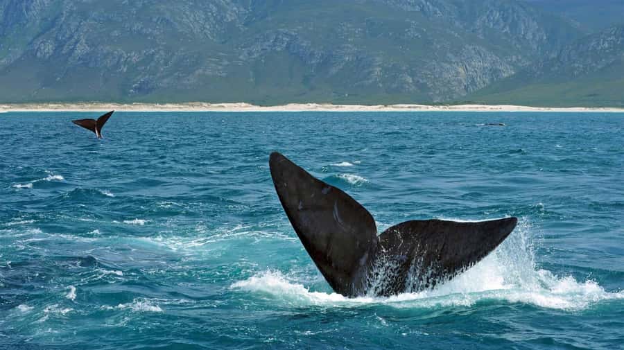 From Cape Town: Hermanus Whale Watching Full Day Tour - My verdict on the Hermanus whale tour