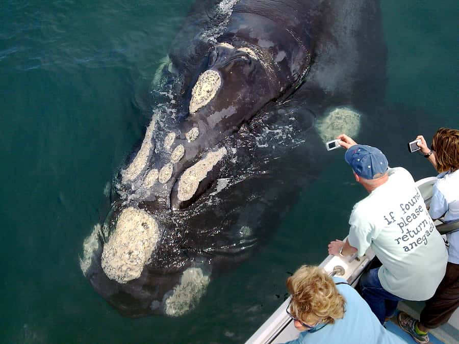 From Cape Town: Whale Watching Tour in Hermanus and Gansbaai - Why this is a full-day Cape Town outing