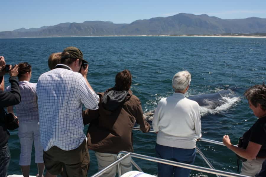 From Cape Town: Whale Watching Tour in Hermanus and Gansbaai - De Kelders and the approach to Gansbaai