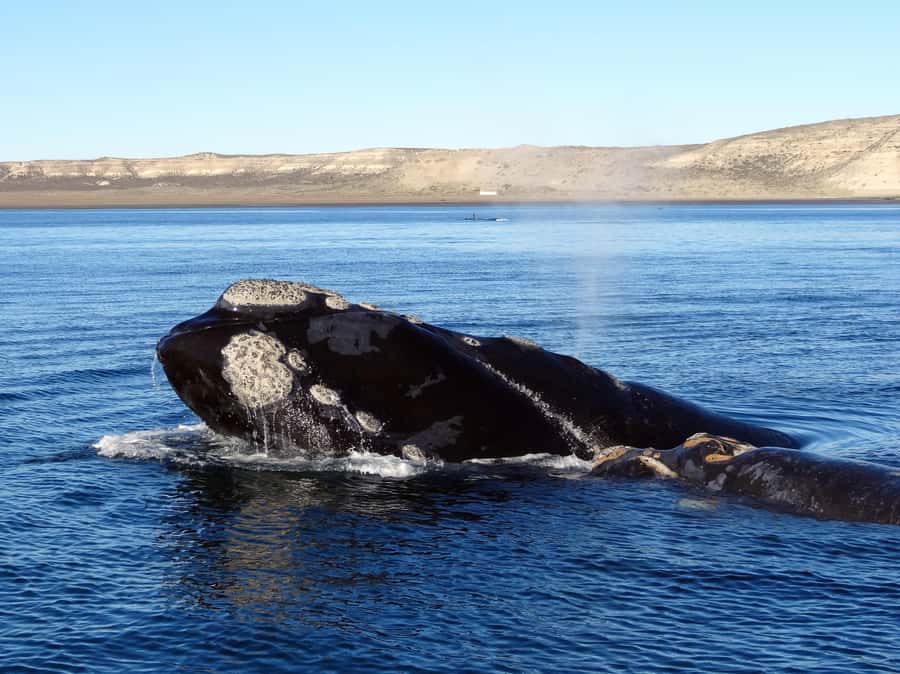 From Cape Town: Whale Watching Tour in Hermanus and Gansbaai - Hermanus after the boat trip