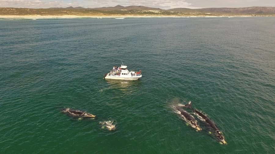 From Cape Town: Whale Watching Tour in Hermanus and Gansbaai - What the $249 price includes