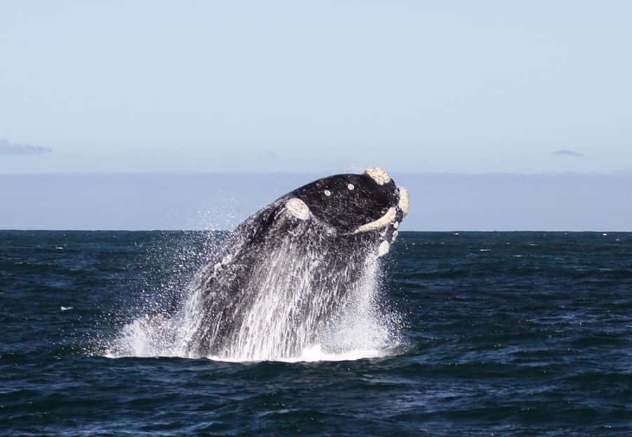 From Cape Town: Whale Watching Tour in Hermanus and Gansbaai - Who should book this experience