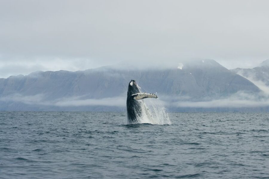 From Dalvik: Arctic Whale Watching in Northern Iceland - Key points to know before you book