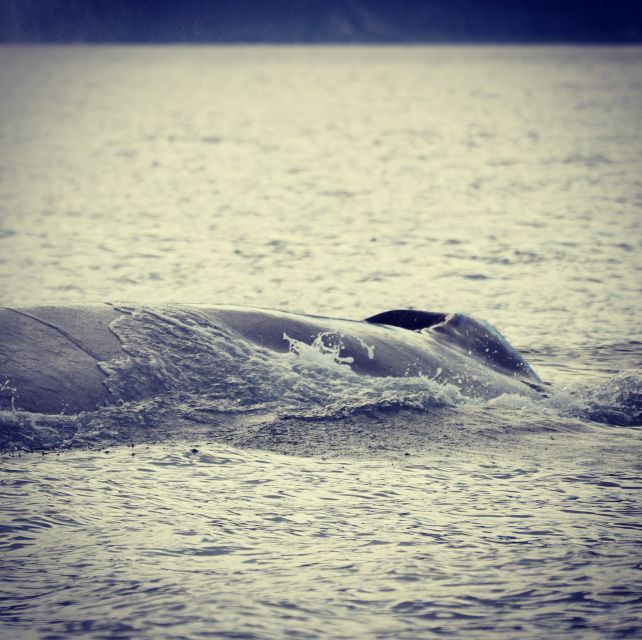 From Dalvik: Arctic Whale Watching in Northern Iceland - Practical booking advice for Dalvík