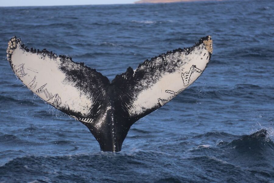 From Dalvik: Arctic Whale Watching in Northern Iceland - Why Dalvík is a smart place for whale watching