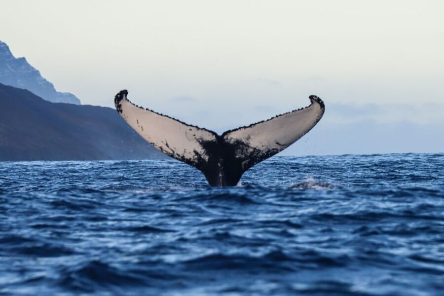 From Dalvik: Arctic Whale Watching in Northern Iceland - The whales and dolphins you might see