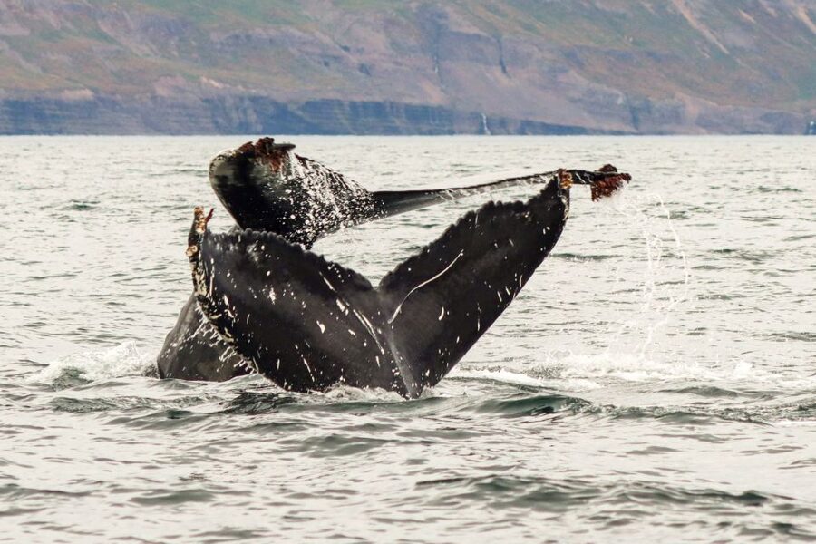 From Dalvik: Arctic Whale Watching in Northern Iceland - The guides, captain, and style of the outing