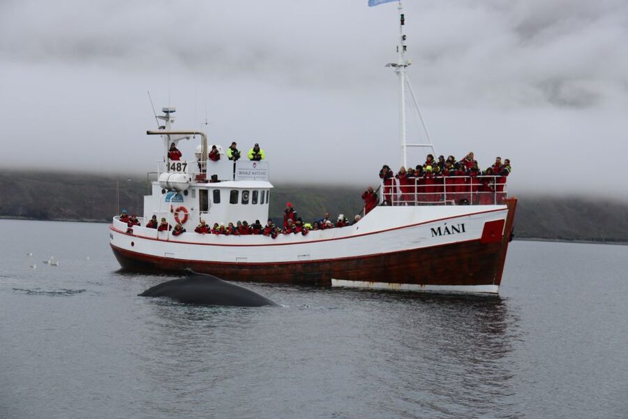 From Dalvik: Arctic Whale Watching in Northern Iceland - Comfort, clothing, and the cold-water reality