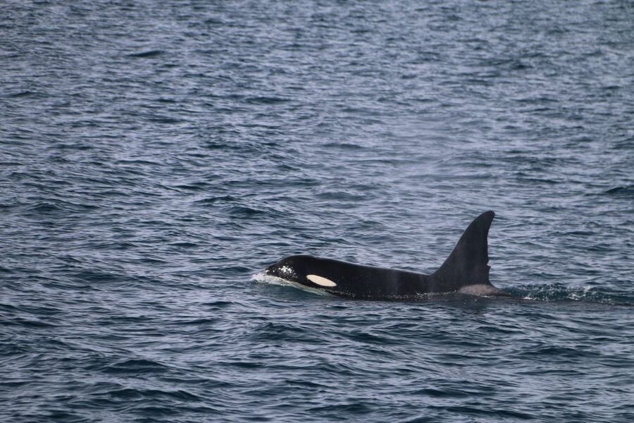 From Dalvik: Arctic Whale Watching in Northern Iceland - Boat choice and possible small-group upgrades