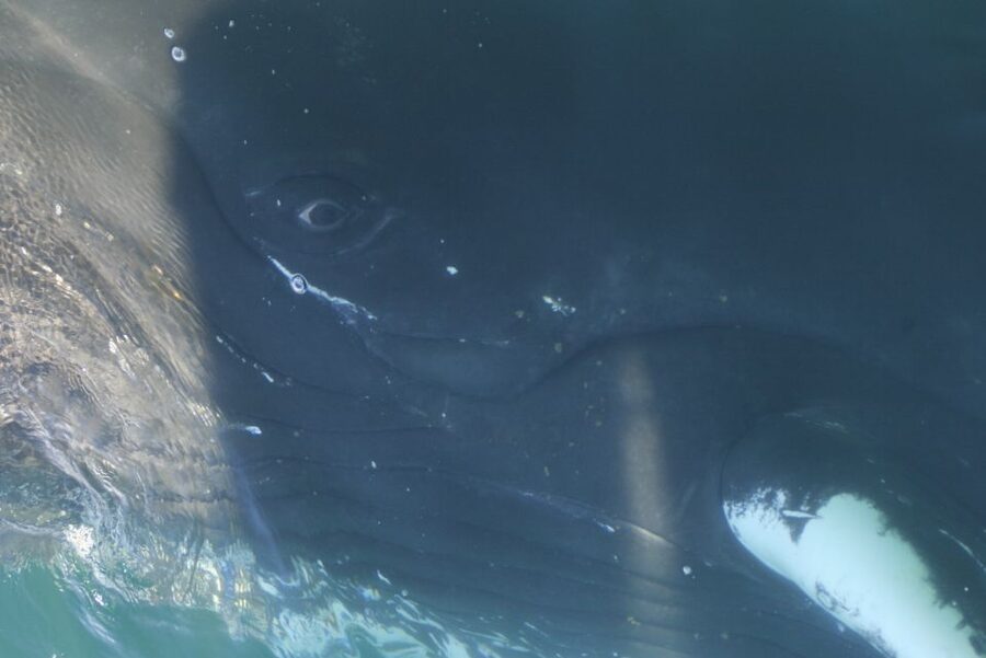 From Dalvik: Arctic Whale Watching in Northern Iceland - Who should book this Dalvík whale watch?