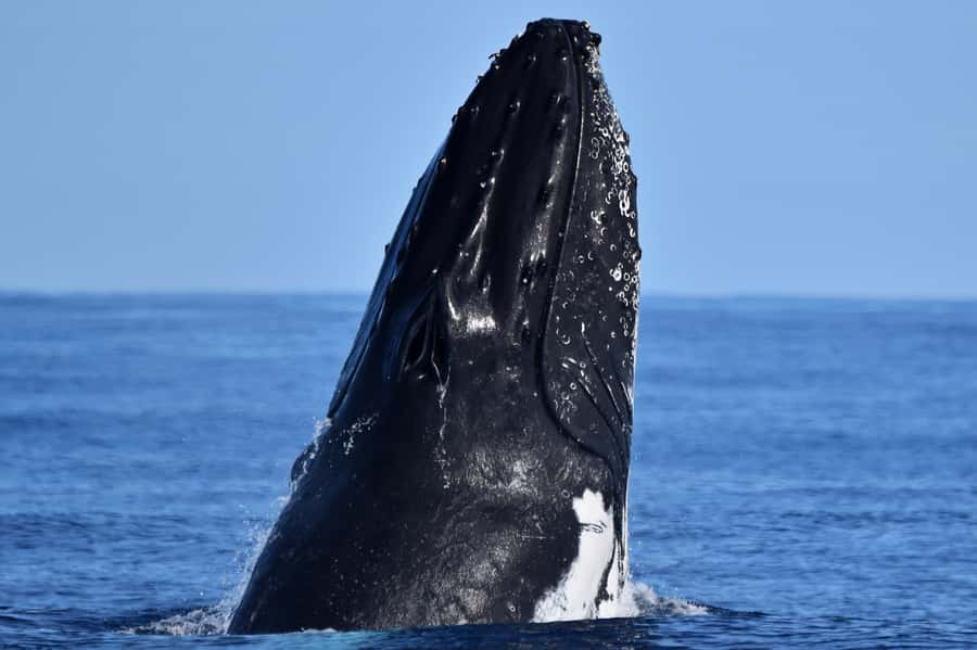 From Fremantle: 2-Hour Luxury Whale-Watching Cruise - Key points to know before you book
