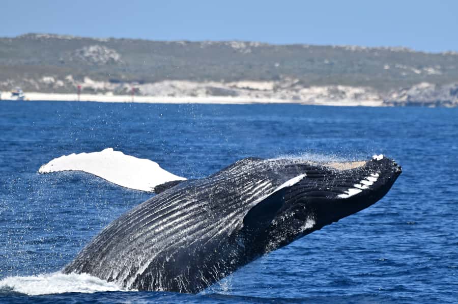 From Fremantle: 2-Hour Luxury Whale-Watching Cruise - The commentary gives the sightings meaning