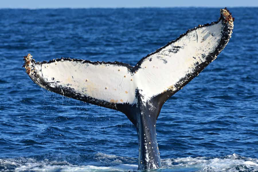From Fremantle: 2-Hour Luxury Whale-Watching Cruise - Choosing your best viewing spot on the Steep Point