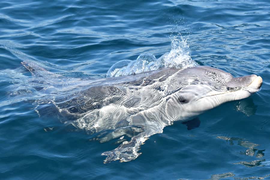 From Fremantle: 2-Hour Luxury Whale-Watching Cruise - Booking decision