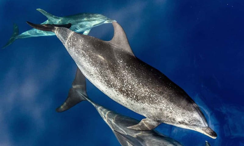 From Funchal: Ecological Catamaran Dolphin Whale Watching - A quieter way to search Madeira’s open sea