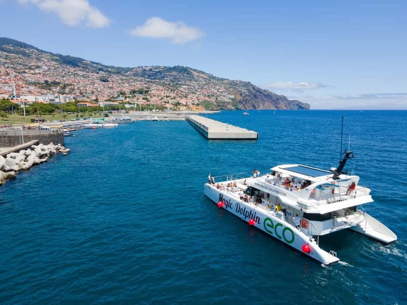 From Funchal: Ecological Catamaran Dolphin Whale Watching - FAQ