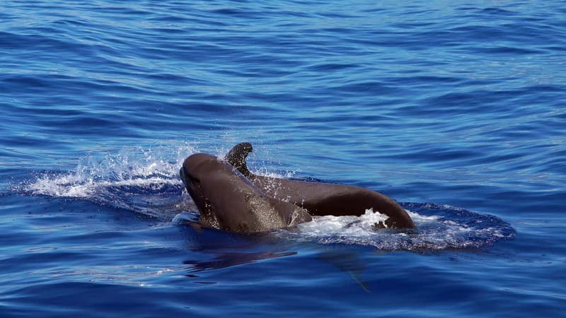 From Funchal: Ecological Catamaran Dolphin Whale Watching - The catamaran’s best viewing areas