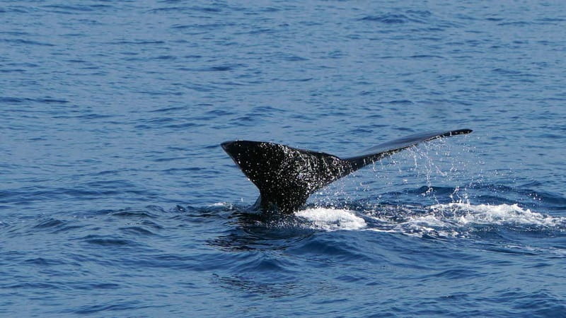 From Funchal: Ecological Catamaran Dolphin Whale Watching - Guides, wildlife facts, and the pace of the trip