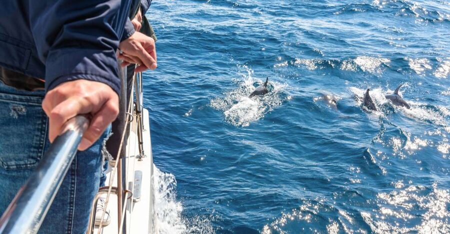 From Funchal: Madeira Dolphin and Whale Watching Tour - Key points before you book