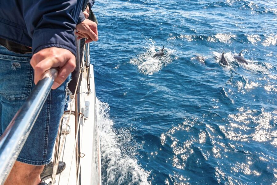 From Funchal: Madeira Dolphin and Whale Watching Tour - Sailing out from Funchal Marina