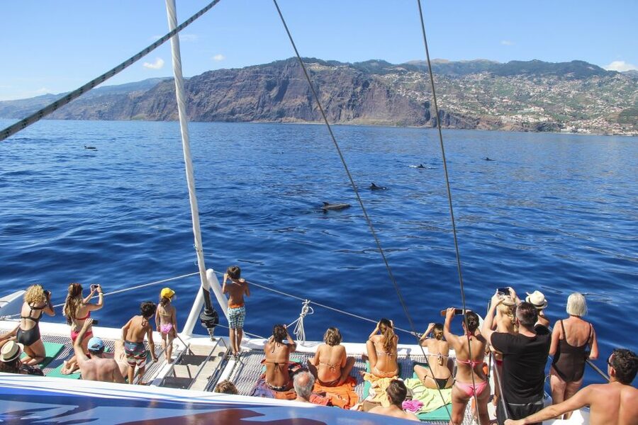 From Funchal: Madeira Dolphin and Whale Watching Tour - Cabo Girão and the summer swim stop