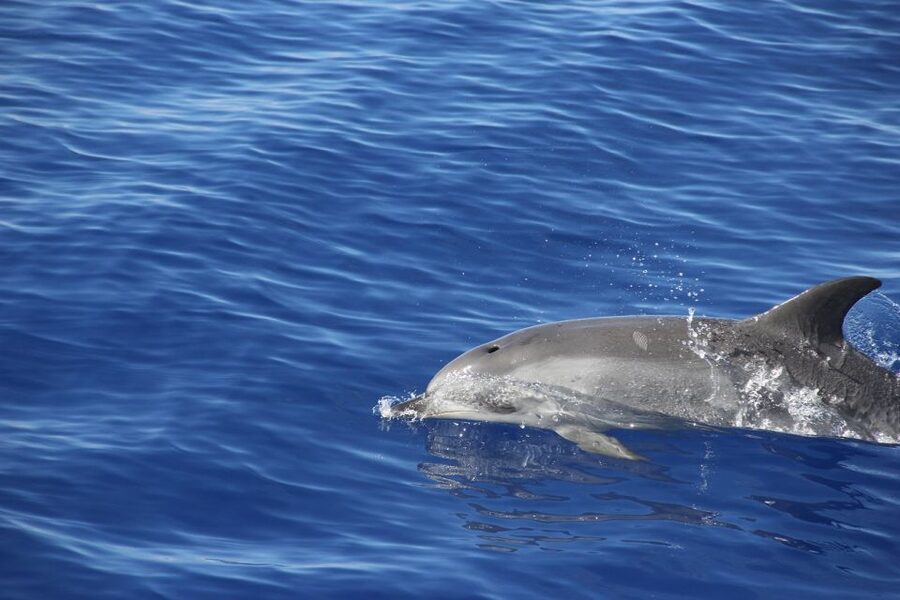 From Funchal: Madeira Dolphin and Whale Watching Tour - Price, timing, and overall value