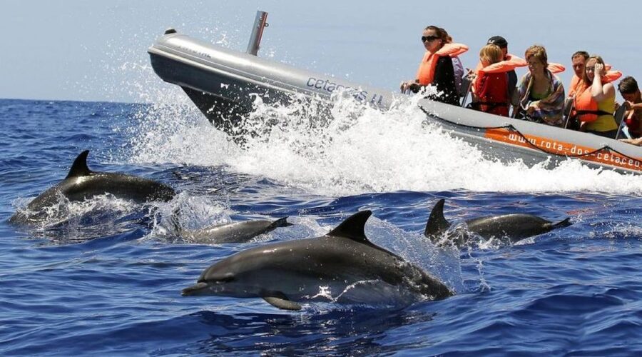 From Funchal: Whale and Dolphin Watching - Setting Out From Funchal Harbor