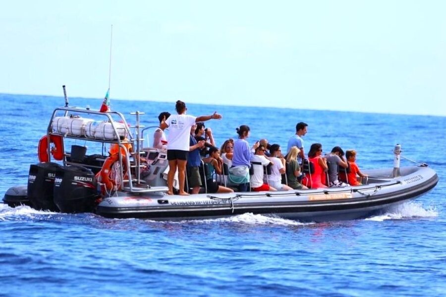 From Funchal: Whale and Dolphin Watching - Should You Book Rota dos Cetáceos?
