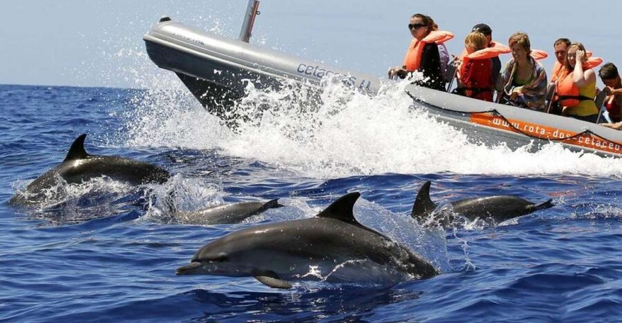 From Funchal: Whale and Dolphin Watching - The Two-Hour Search Across Open Water