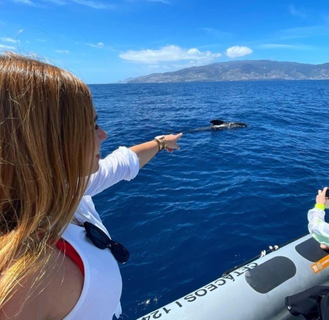 From Funchal: Whale and Dolphin Watching - The Ride Back Along Madeira’s Coast
