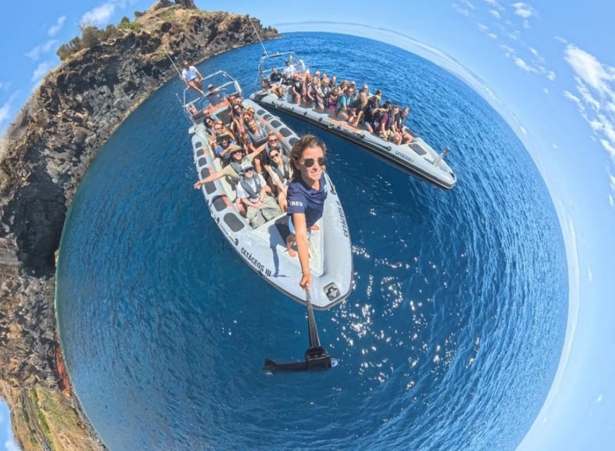 From Funchal: Whale and Dolphin Watching - Comfort, Spray, and What to Carry