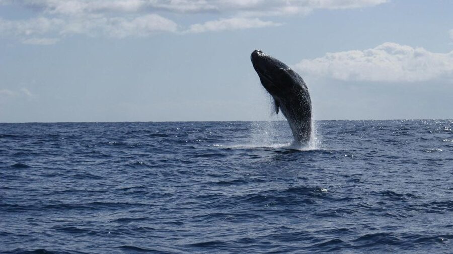 From Funchal: Whale and Dolphin Watching - Who Will Enjoy This Boat Trip Most