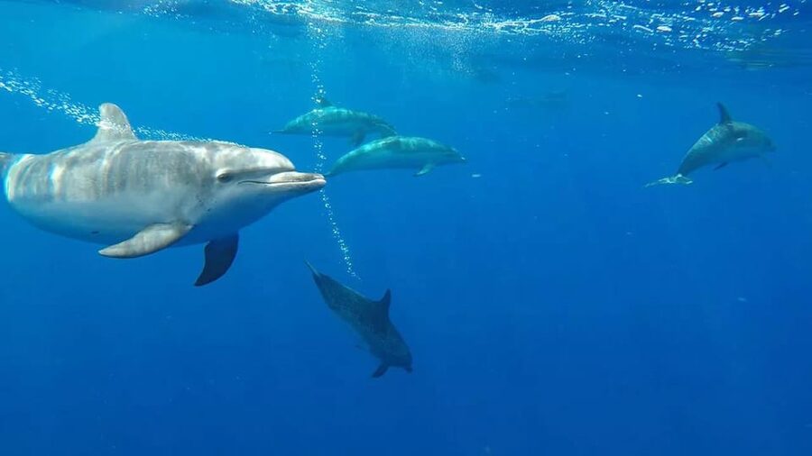 From Funchal: Whale and Dolphin Watching - Booking Details Worth Knowing