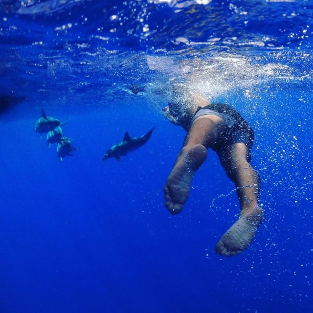 From Funchal: Whale and Dolphin Watching - What You Might See Near Madeira