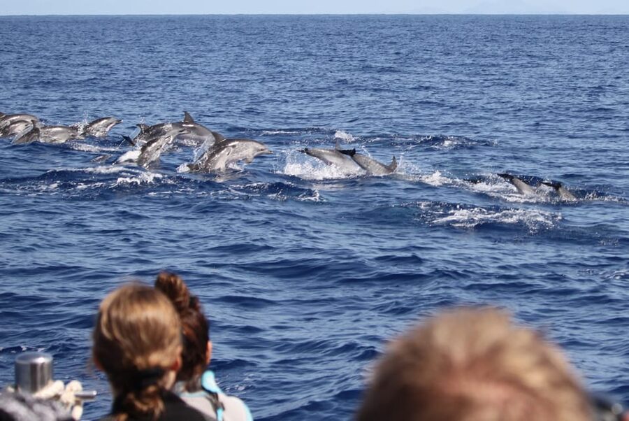 From Funchal: Whales and Dolphin Adventure Tour - Should you book the Funchal whale and dolphin tour?