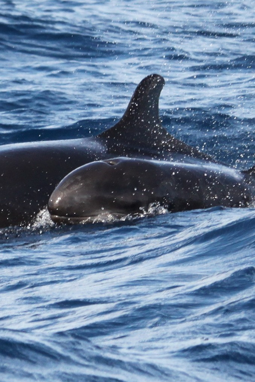 From Funchal: Whales and Dolphin Adventure Tour - What the two-hour search is really like