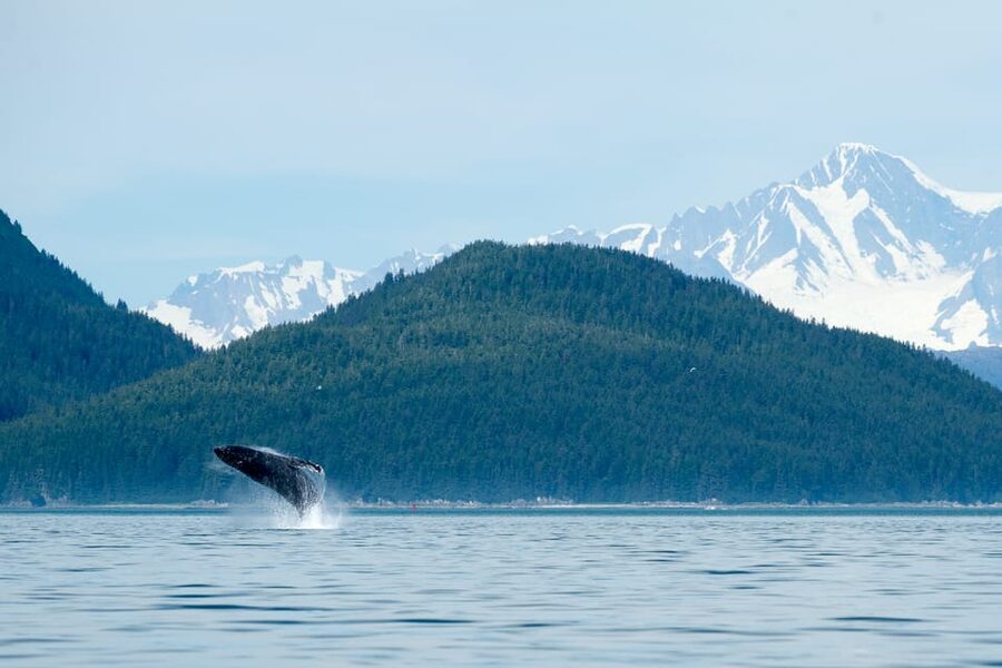 From Juneau: Whale Watching Cruise with Snacks - The 25-minute ride to Auke Bay