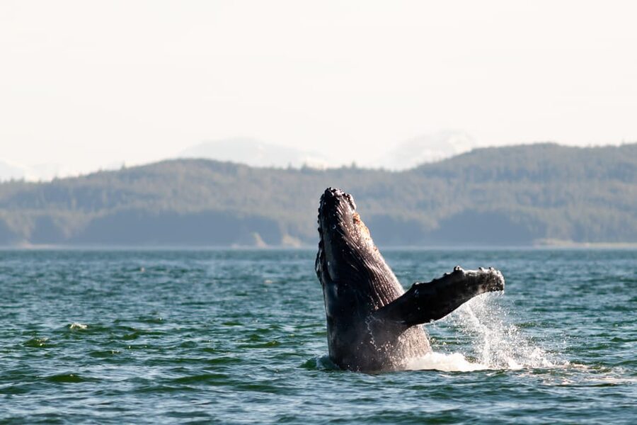 From Juneau: Whale Watching Cruise with Snacks - Boarding the enclosed jet boat