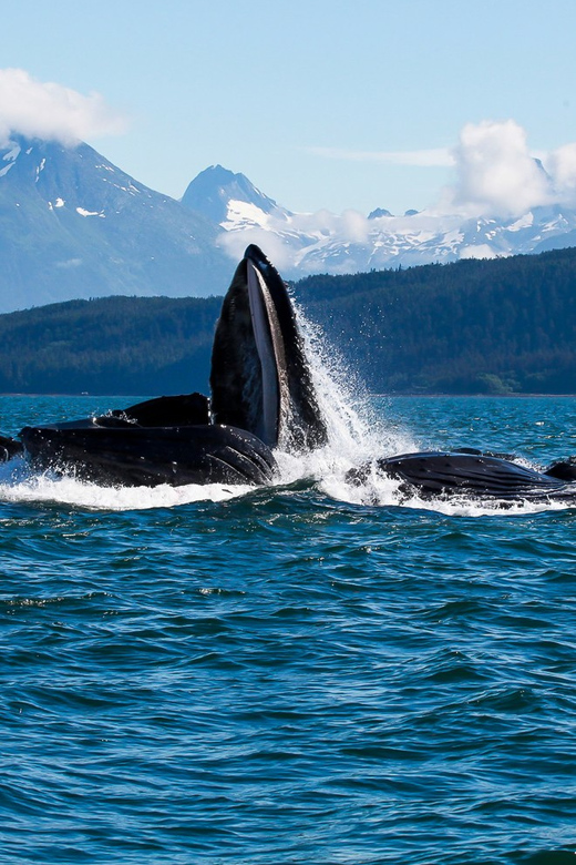 From Juneau: Whale Watching Cruise with Snacks - Searching Favorite Channel and Stephens Passage