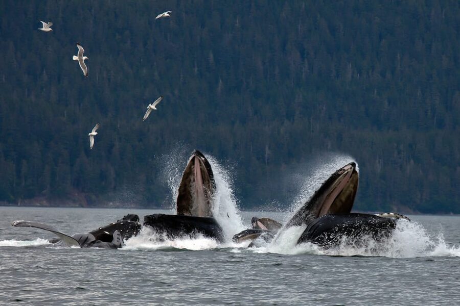 From Juneau: Whale Watching Cruise with Snacks - Wildlife beyond the whales