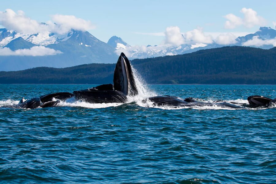 From Juneau: Whale Watching Cruise with Snacks - Meeting below the Mt. Roberts Tramway