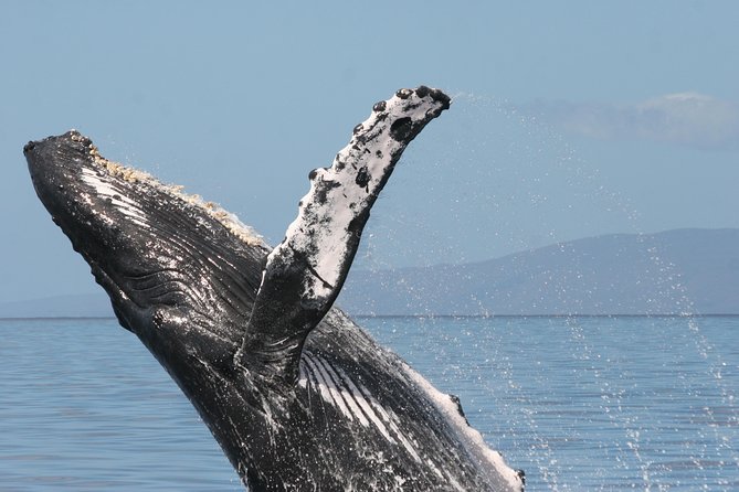 From Ma'alaea Harbor, Maui: Whale Watch Cruise Aboard Malolo - Drinks, shade, and the practical onboard setup