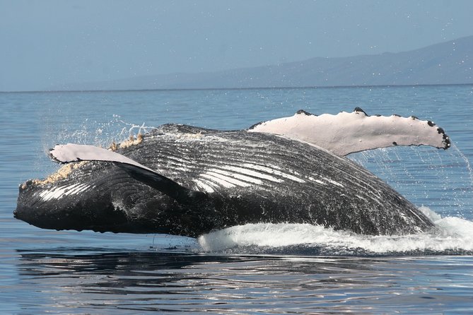 From Ma'alaea Harbor, Maui: Whale Watch Cruise Aboard Malolo - How the late afternoon changes the experience