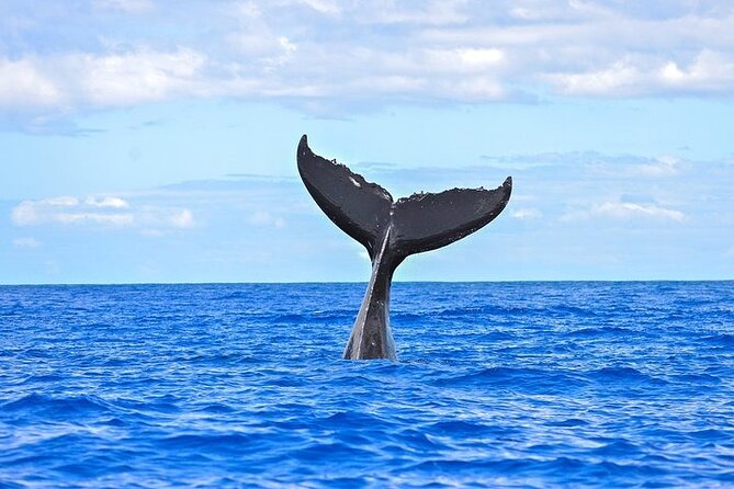 From Ma'alaea Harbor: Sunset Whale Watch Tour Aboard the Malolo - Searching Maui’s waters for humpback whales