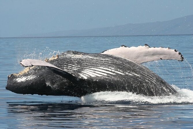 From Ma'alaea Harbor: Sunset Whale Watch Tour Aboard the Malolo - Drinks, comfort, and the practical feel onboard