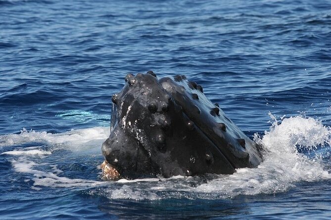 From Ma'alaea Harbor: Sunset Whale Watch Tour Aboard the Malolo - Is $49.95 a good value?